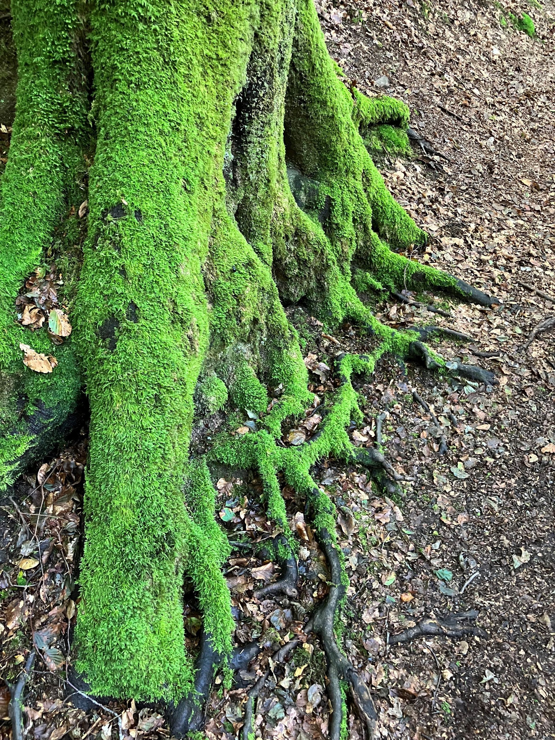 Die Wurzel eines Baumes ist vollstaendig mit Moos bewachsen.