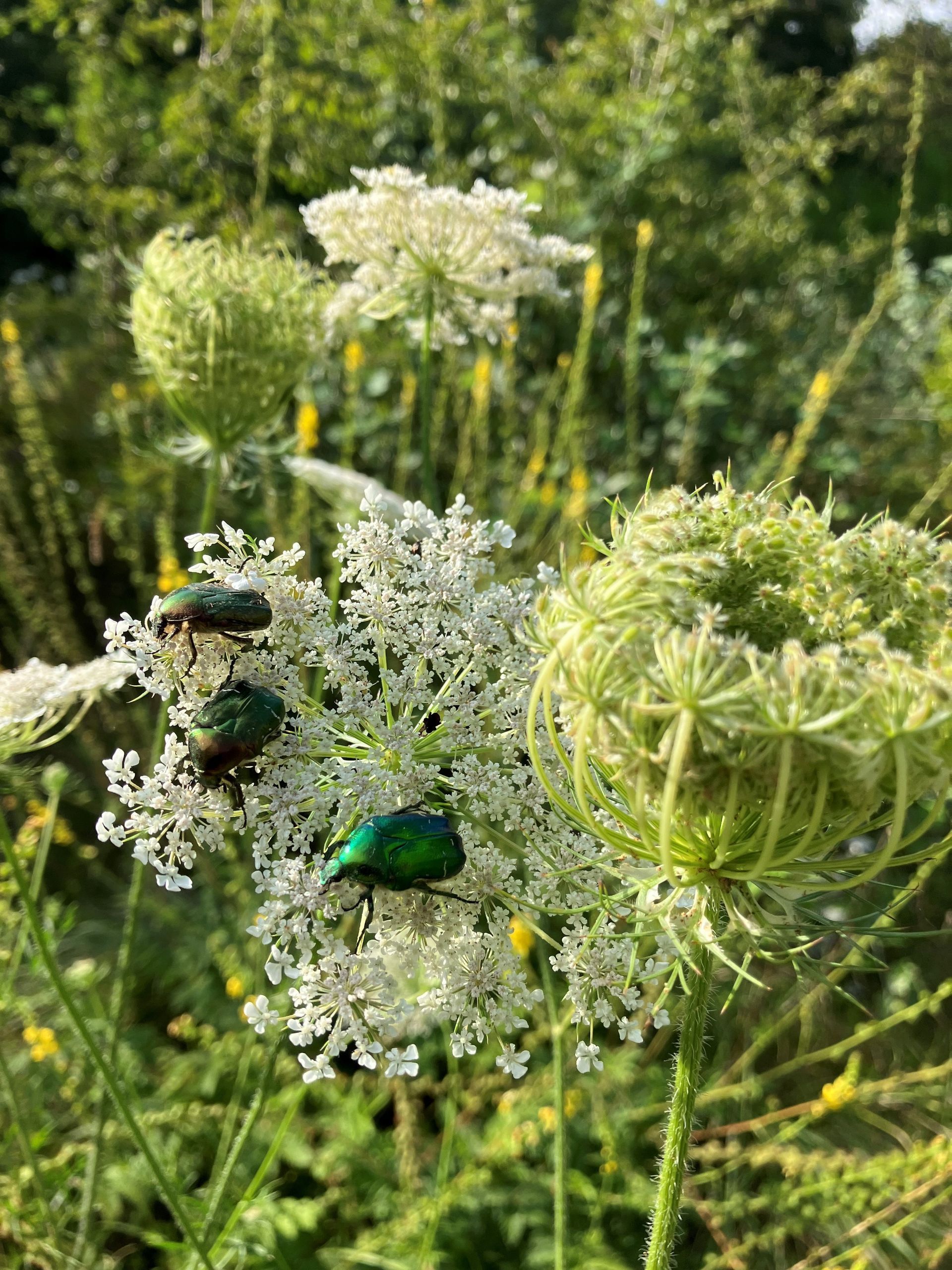 Mehrere Rosenkaefer sitzen auf einer weißen Bluetendolde.