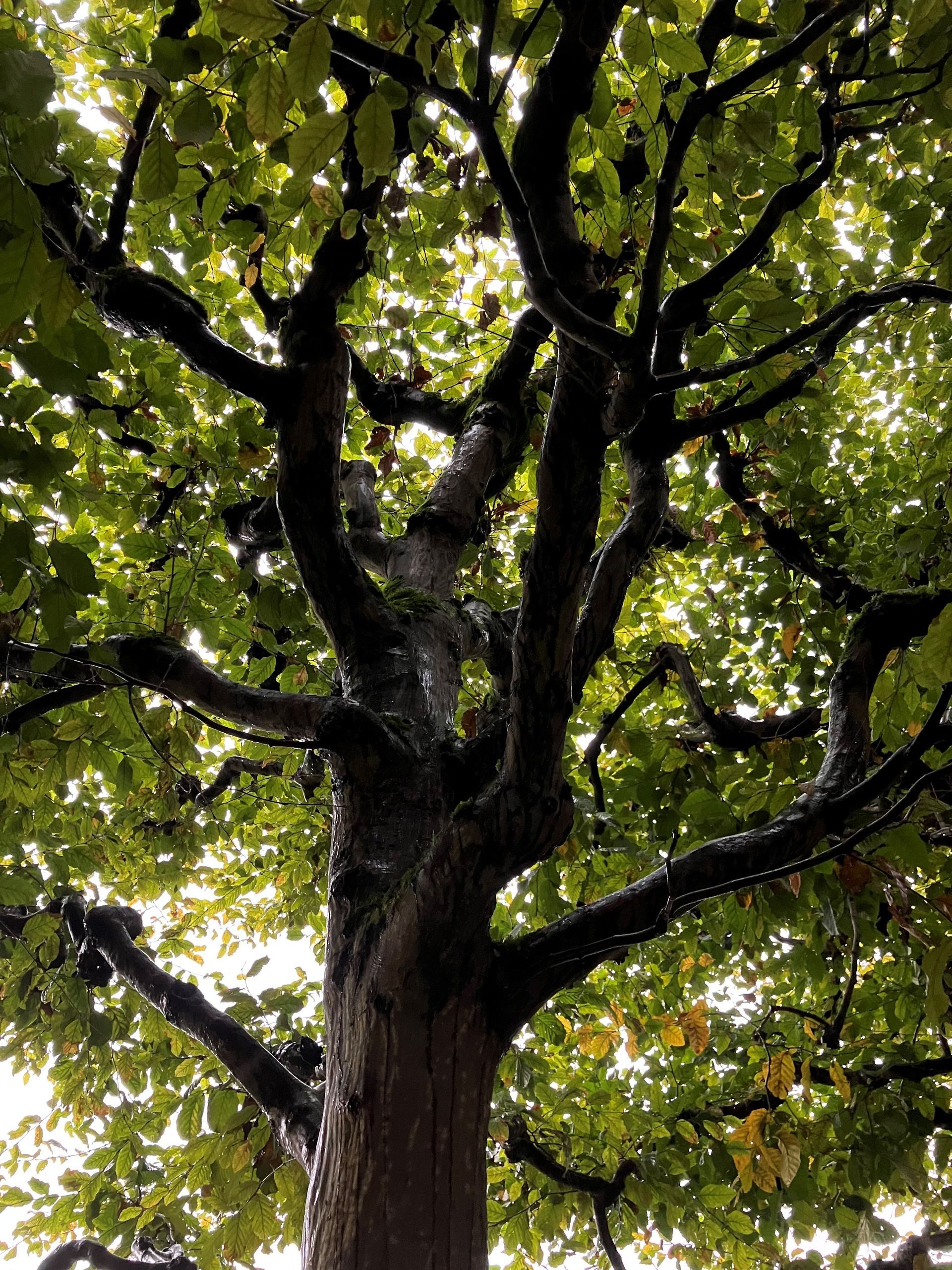 Ein Blick entlang des Stammes in den Wipfelbereich eines maechtigen Baumes.