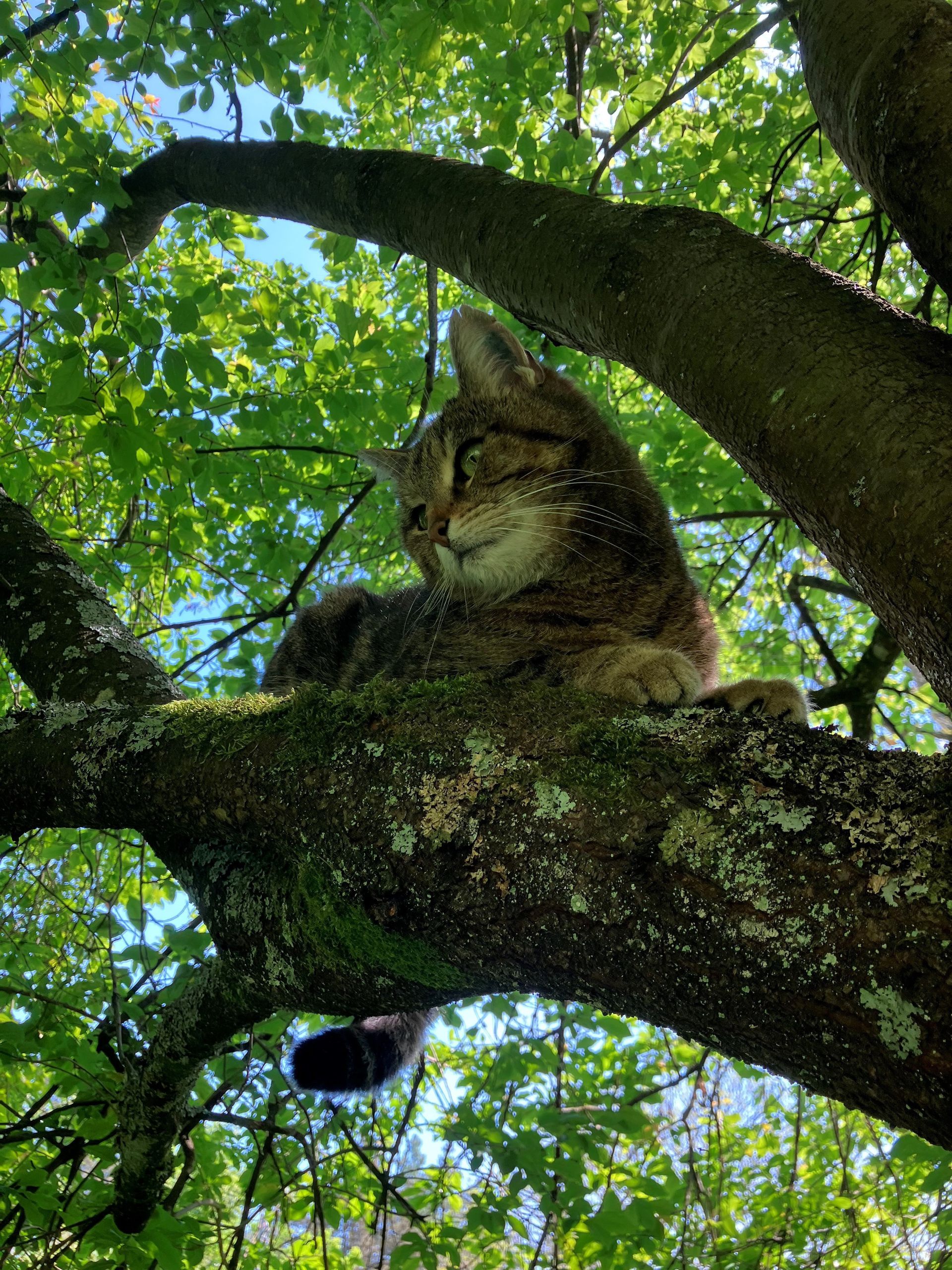 Waldpaedagogik Karlsruhe: Die Katze Hexe sitzt auf einem Baum.