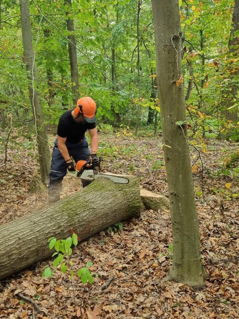 Waldpaedagogik Karlsruhe: Ein Bufdi zerlegt mit der Motorsaege einen Baumstamm
