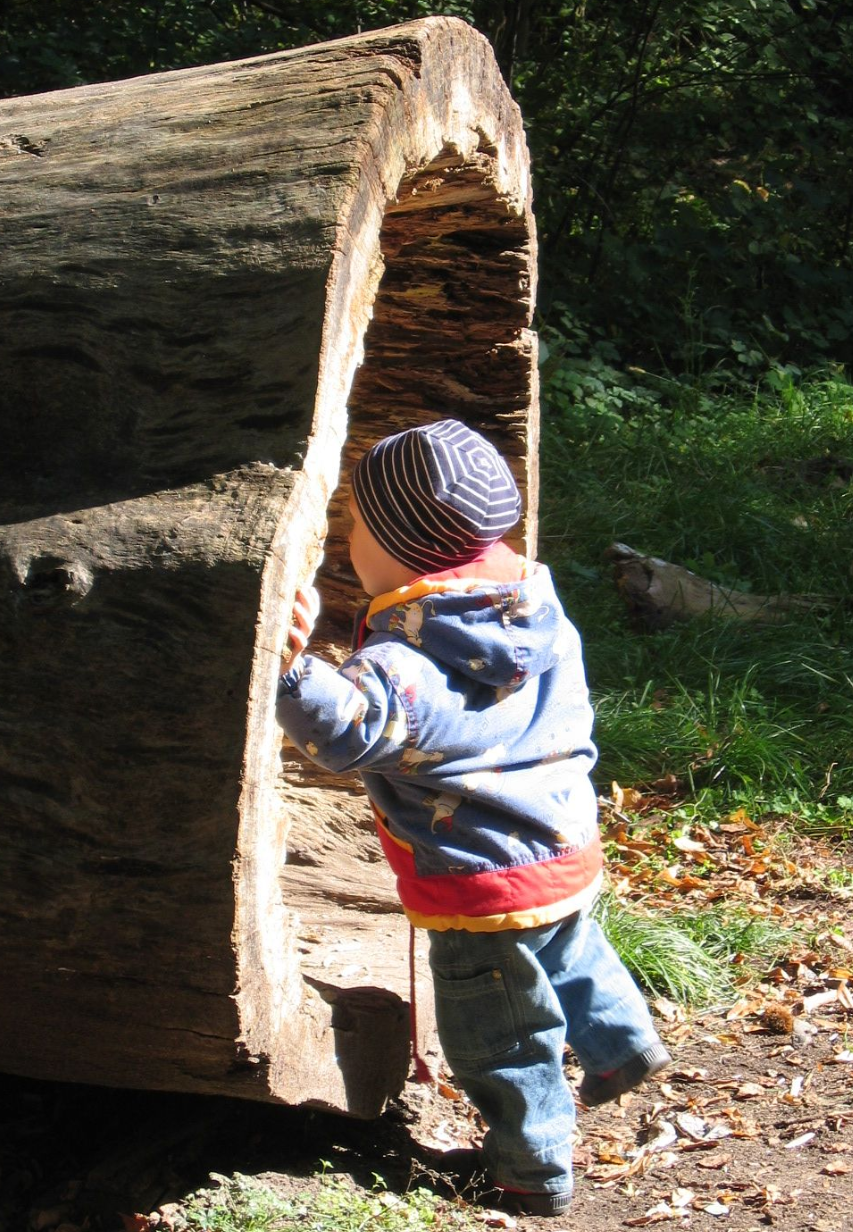 Waldpaedagogik Karlsruhe: Kind schaut in hohlen Baumstamm