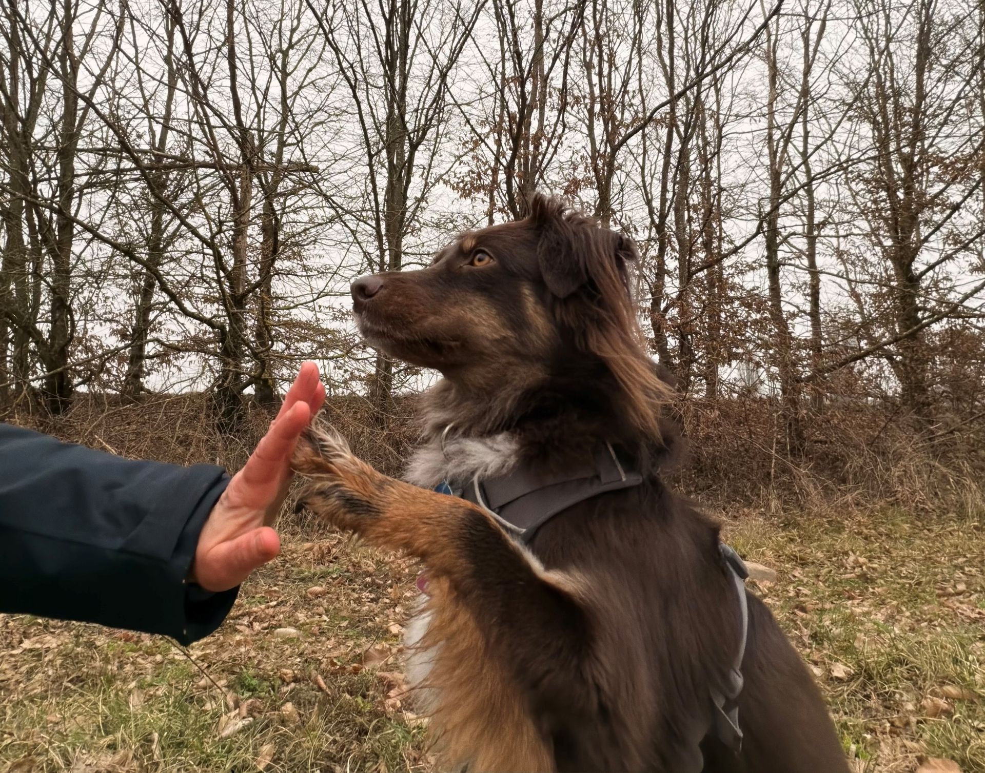 Waldpaedagogik Karlsruhe: Hund Ally gibt Pfoetchen