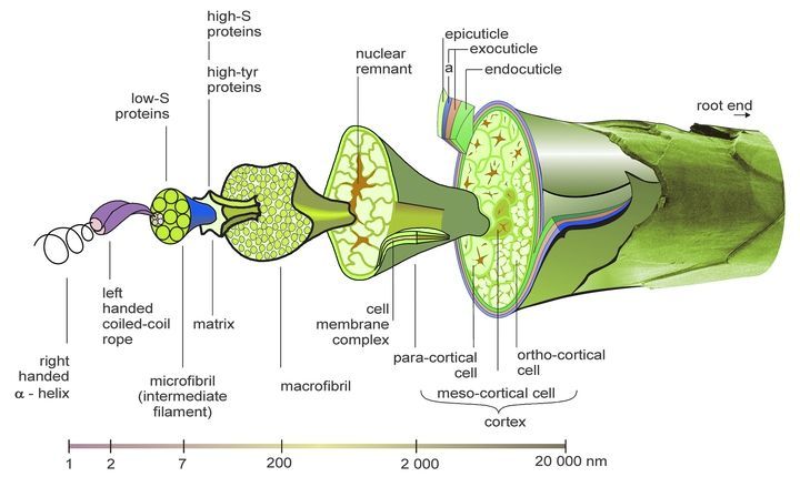 Wool Carpet Morphology