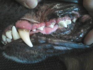 Zahnsteinentfernung beim Hund ohne Narkose