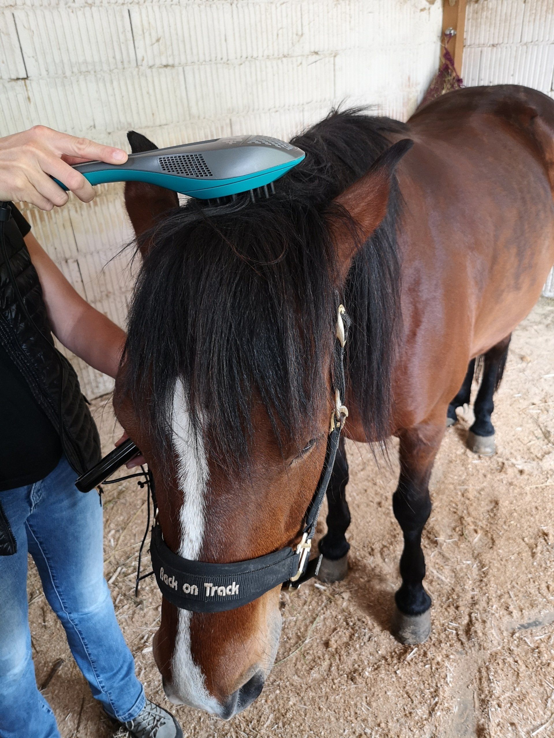 Phototherapie (Lasertherapie) bei Headshaking