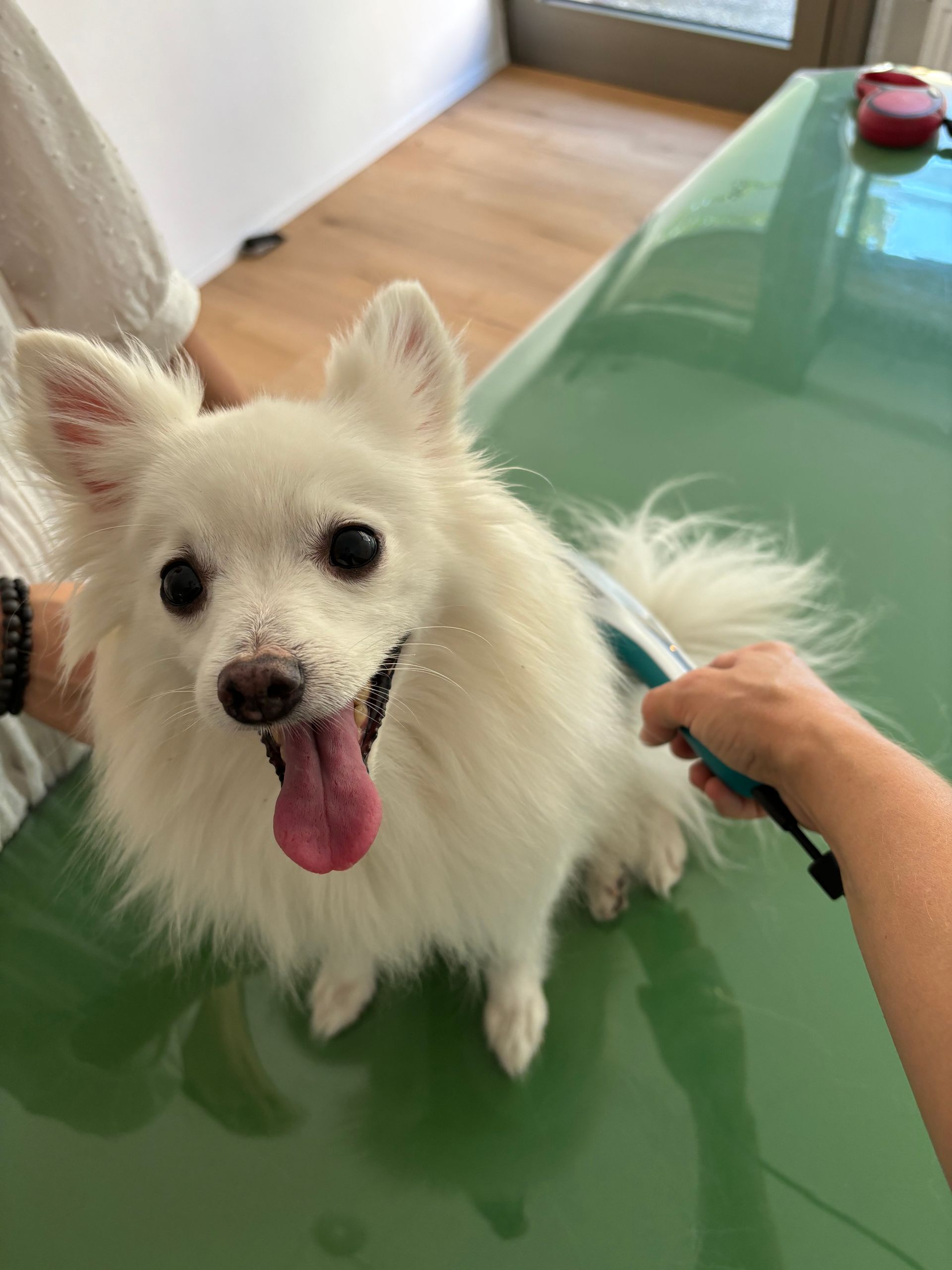 Lasertherapie Hund