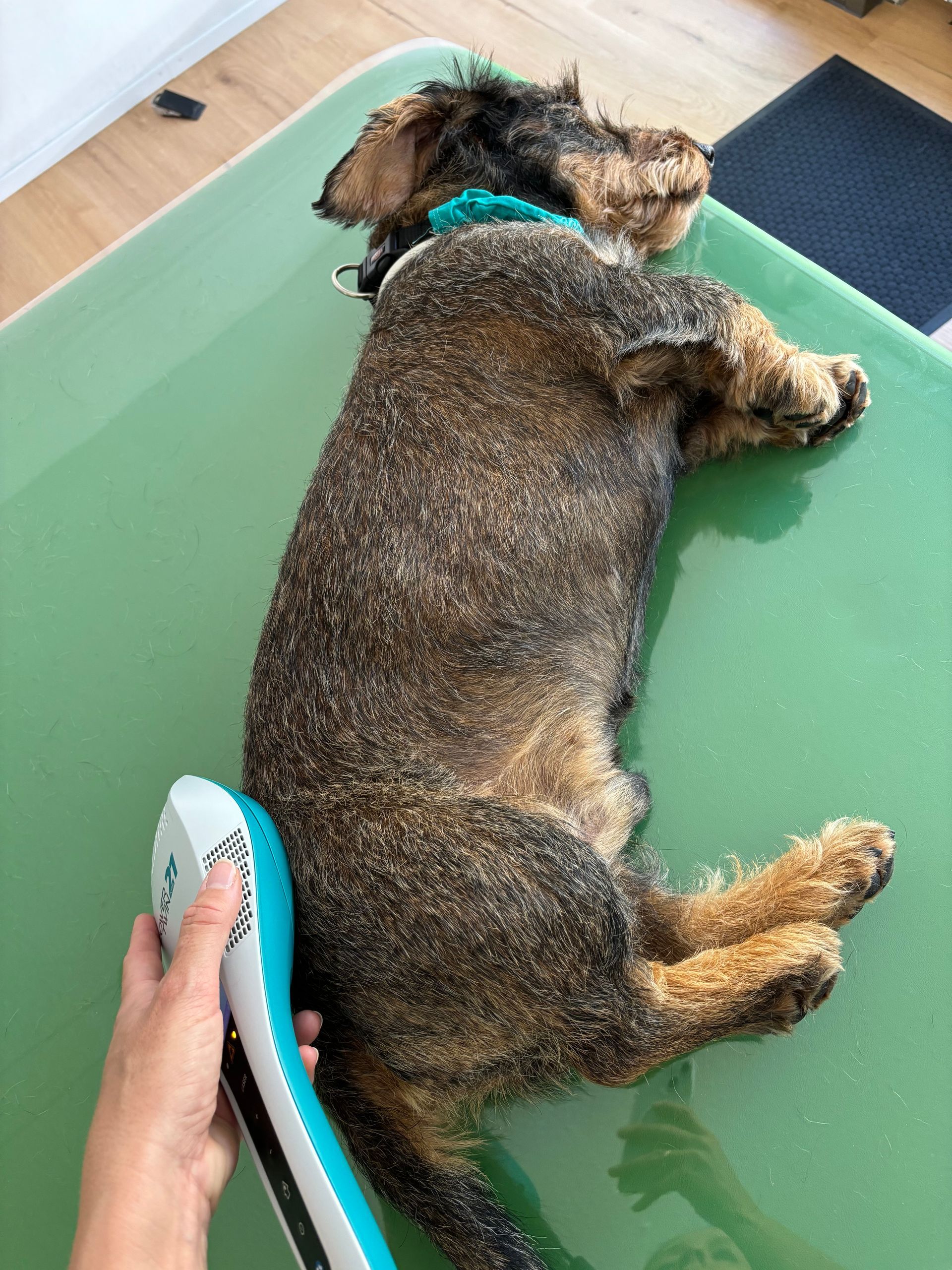 Lasertherapie bei Arthrose Hund