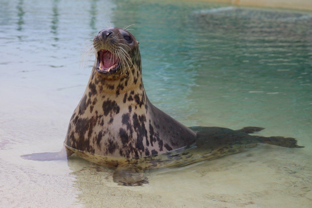 Seehundstation Friedrichskoog