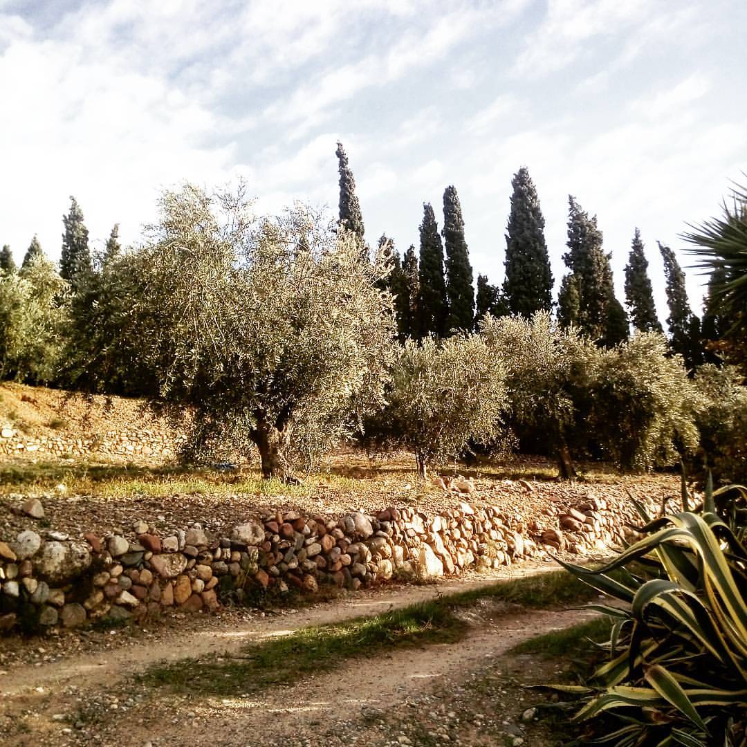 MIGUEL DIAZ ACEITE DE OLIVA VIRGEN EXTRA