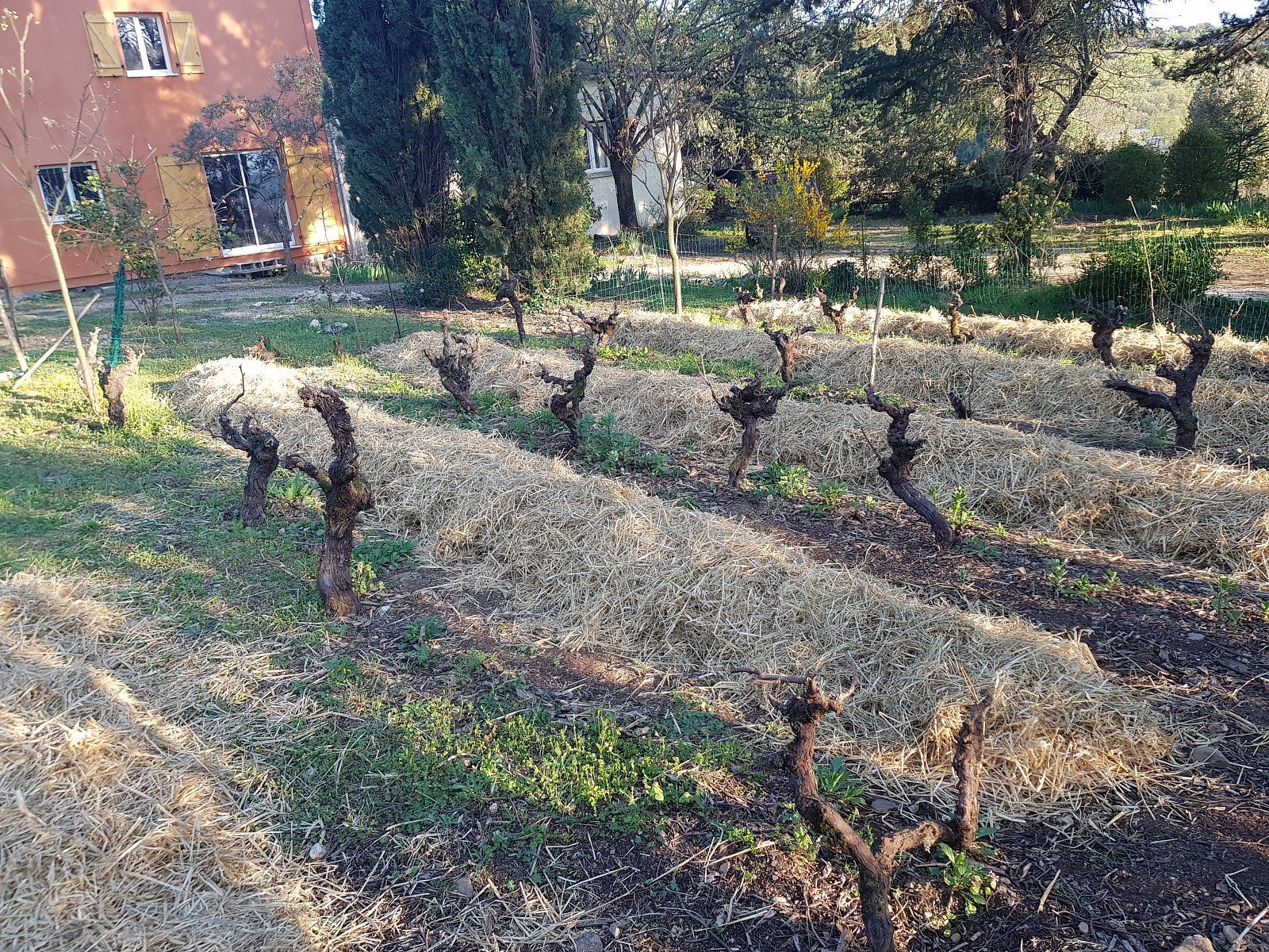 Mas des Ballats - Potager