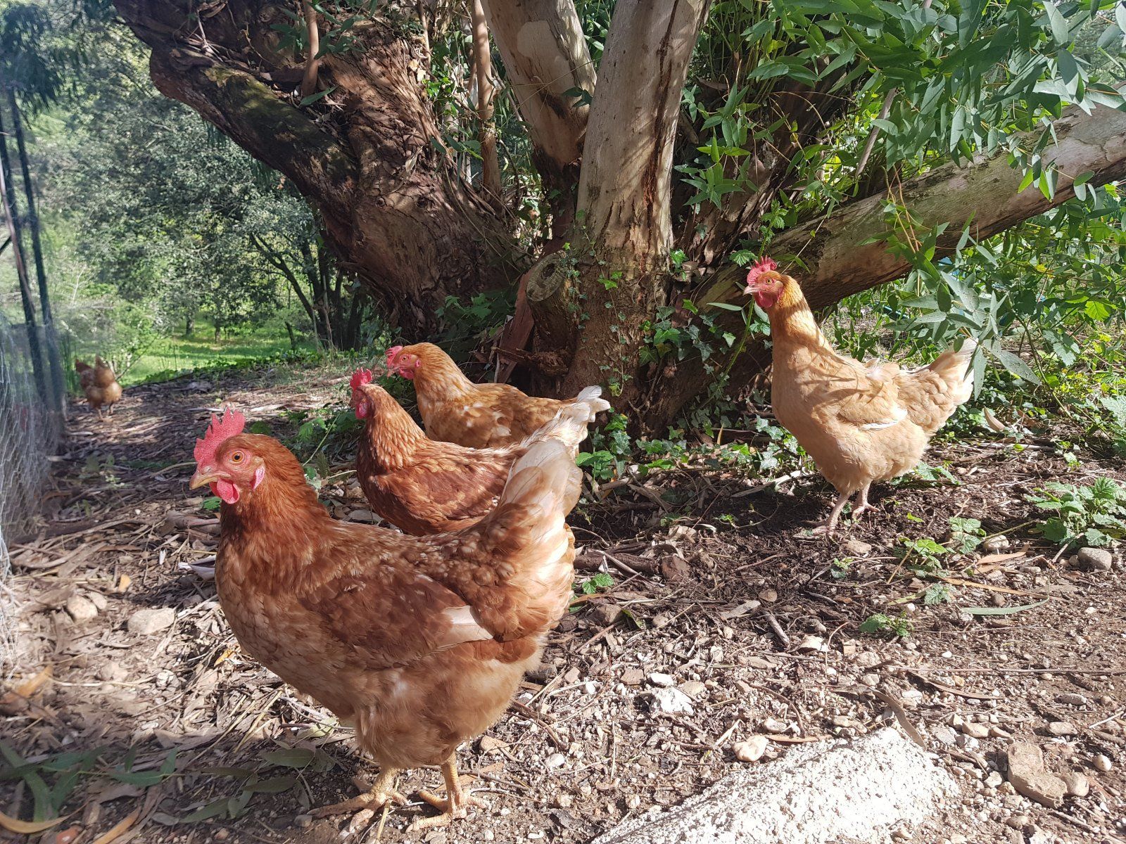 Mas des Ballats - Poulailler