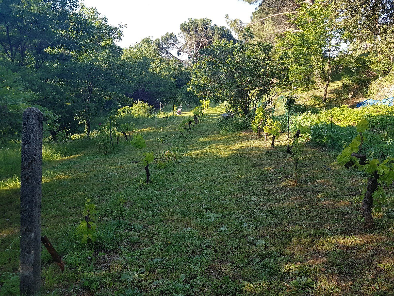 Mas des Ballats - Vignes