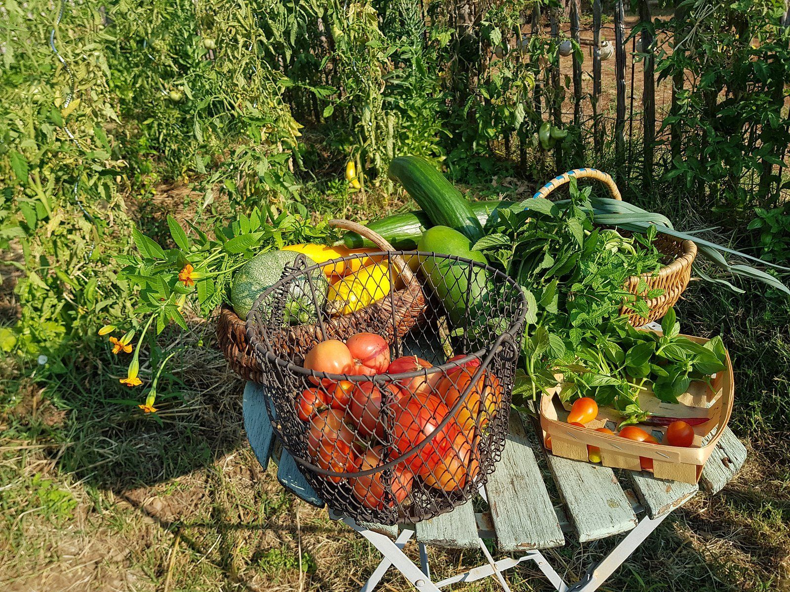 Mas des Ballats - Potager