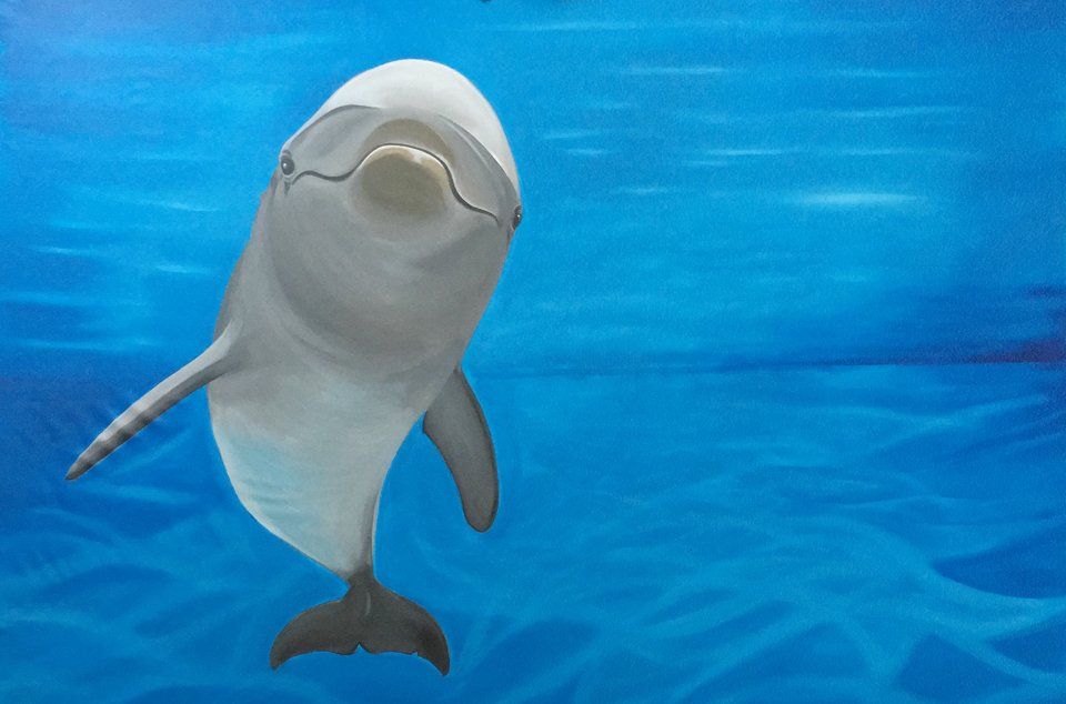 Mein-Krafttier-Delphin-Christoph-Waldner-960px.jpg