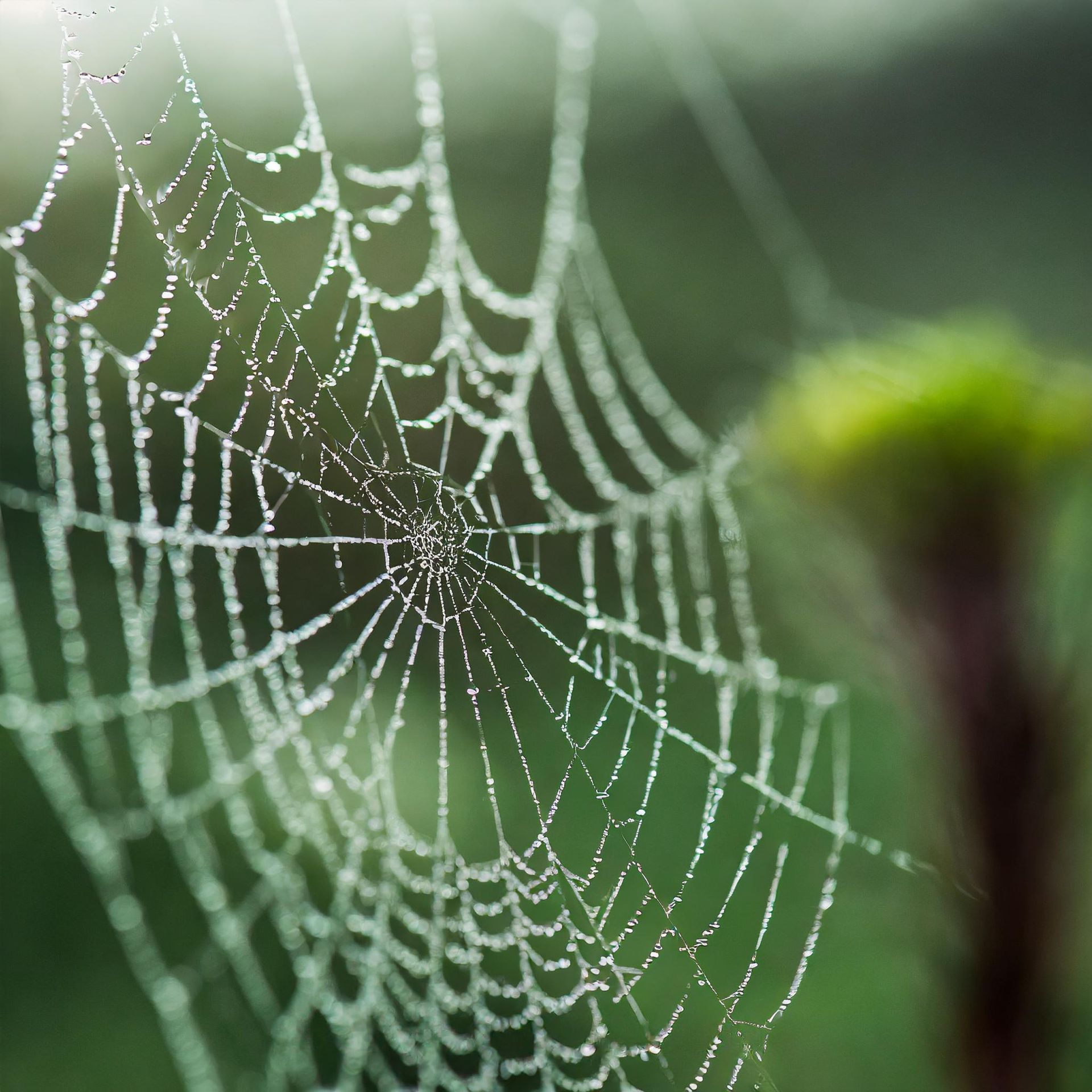 Spinnennetz in der  Natur