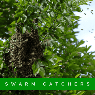 Honeybee swarm in a tree