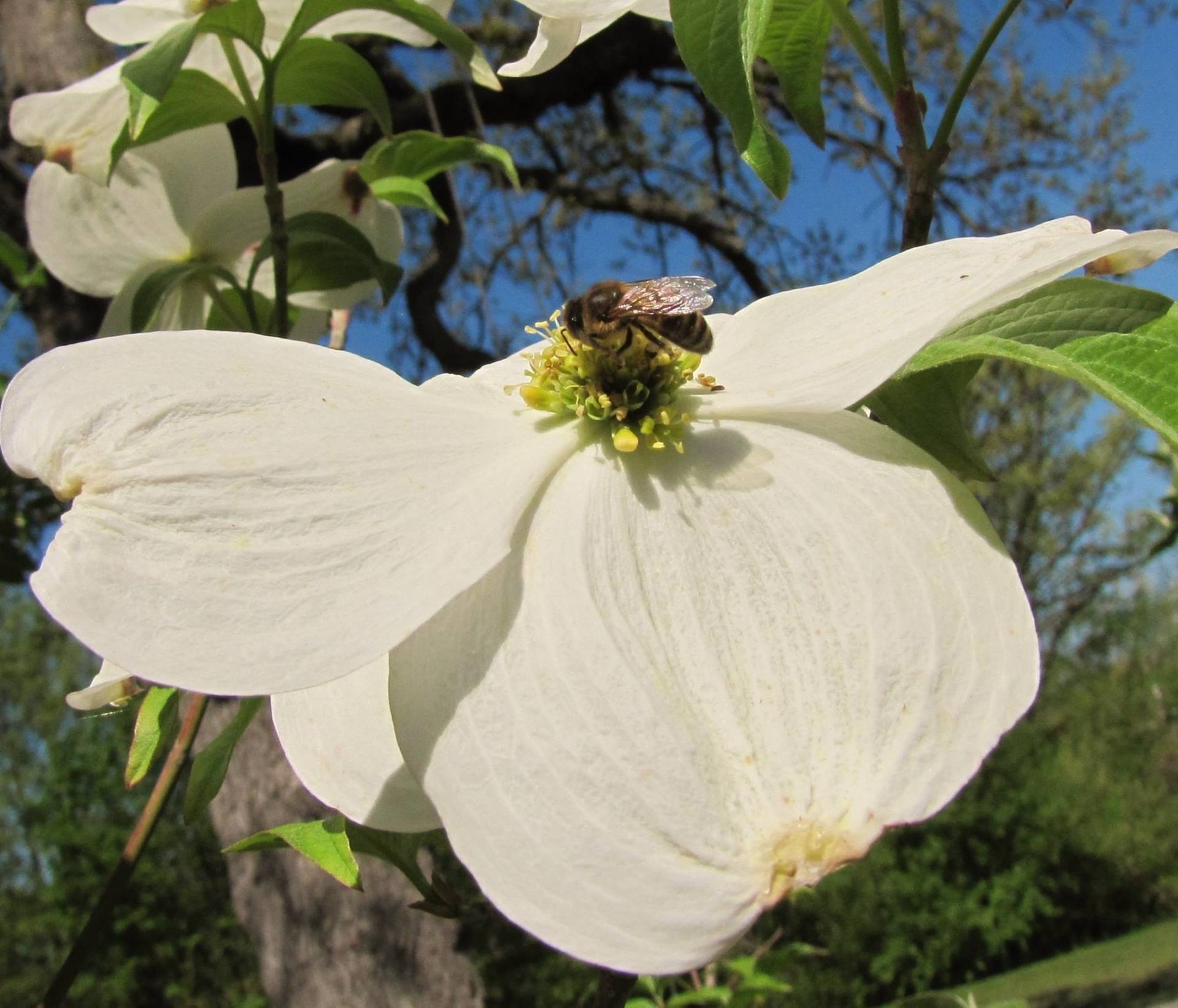 Honey bee on Dogwood flower