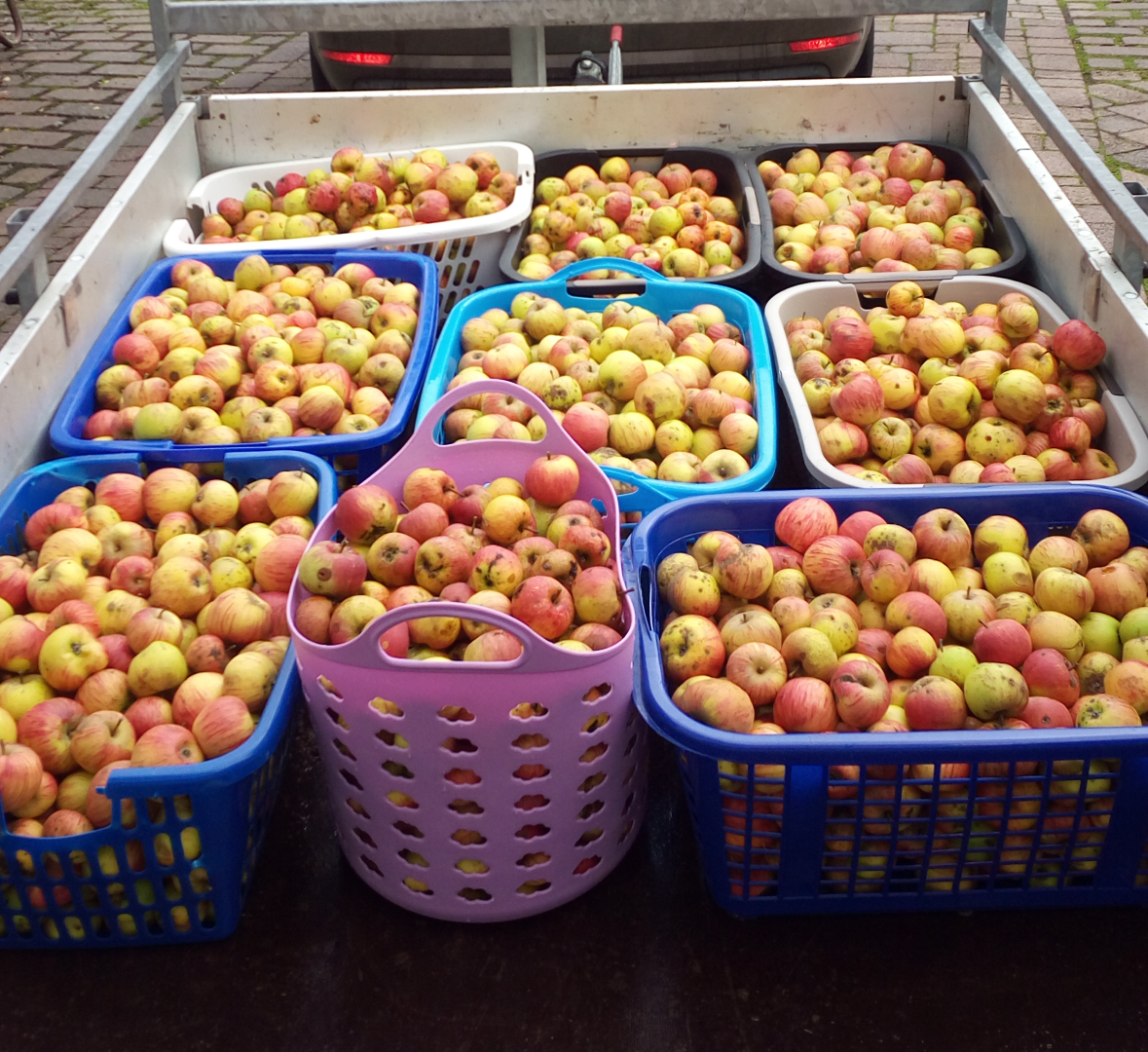 das sind gut 3,5 Zentner Apfelernte FeWo Müller