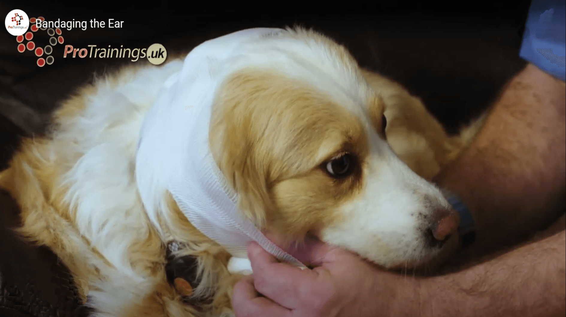 Canine First Aid, bandaging an ear
