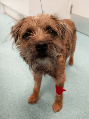 Canine First Aid Bandaging