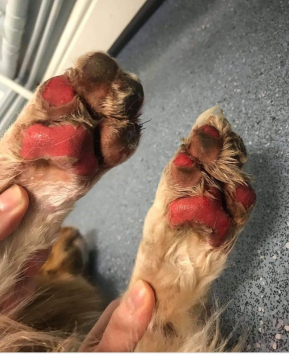 Pet First Aid Paw Burns