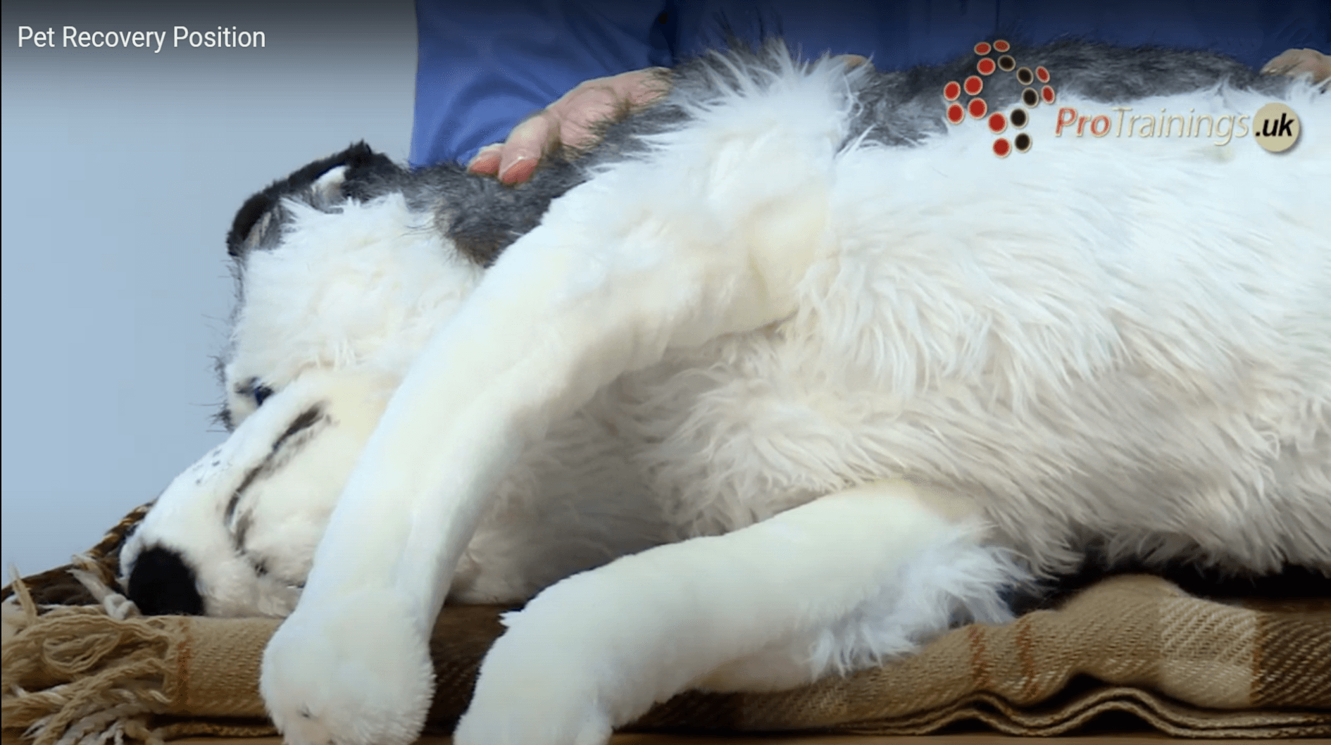 Canine First Aid, taking a dog's pulse