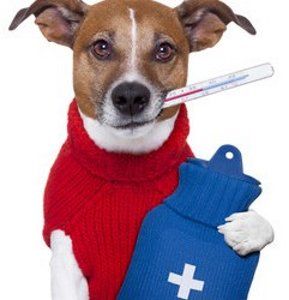 Canine first aid for pet owners and pet professionals Dog first aid course