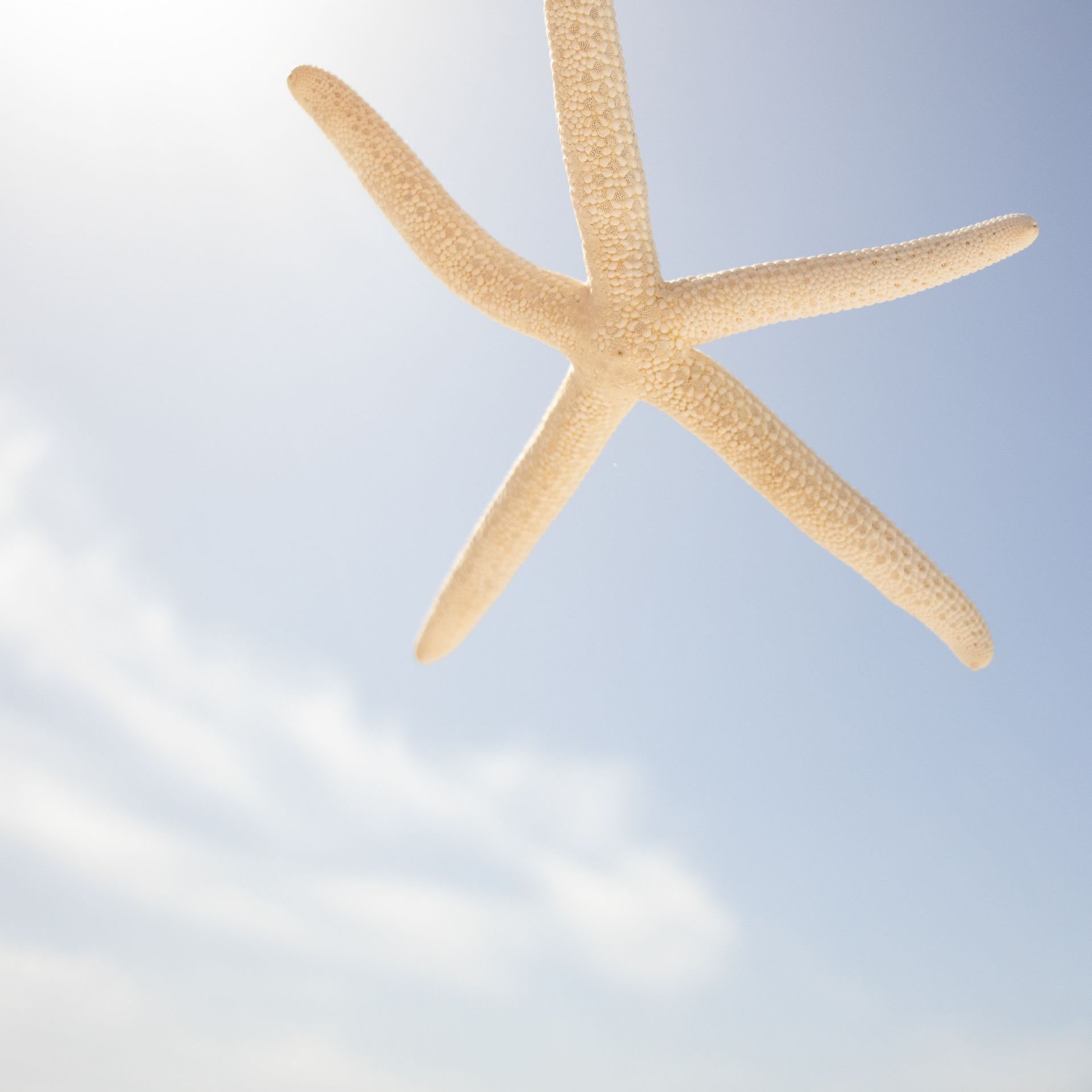 EMDR Hypnose Scheithauer Annette