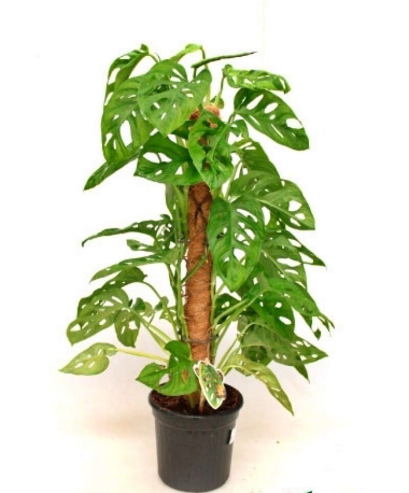 Monstera tutor