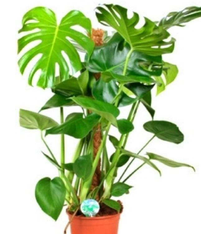 Monstera tutor