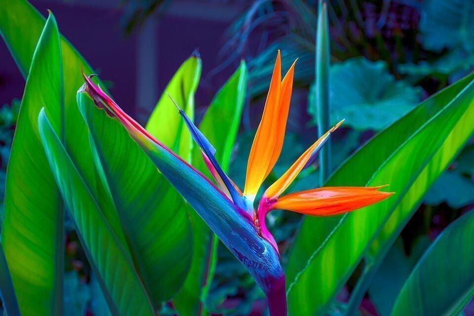 Ave del paraíso | Strelitzia reginae