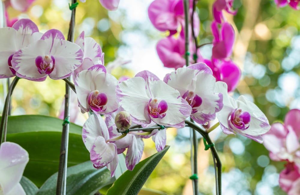 Cuidados orquídeas