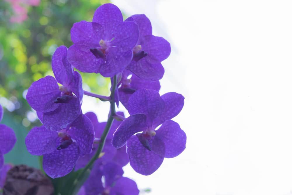 Orquídea Vanda