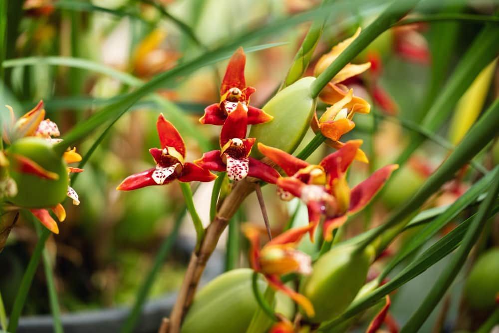 Orquídea Maxillaria