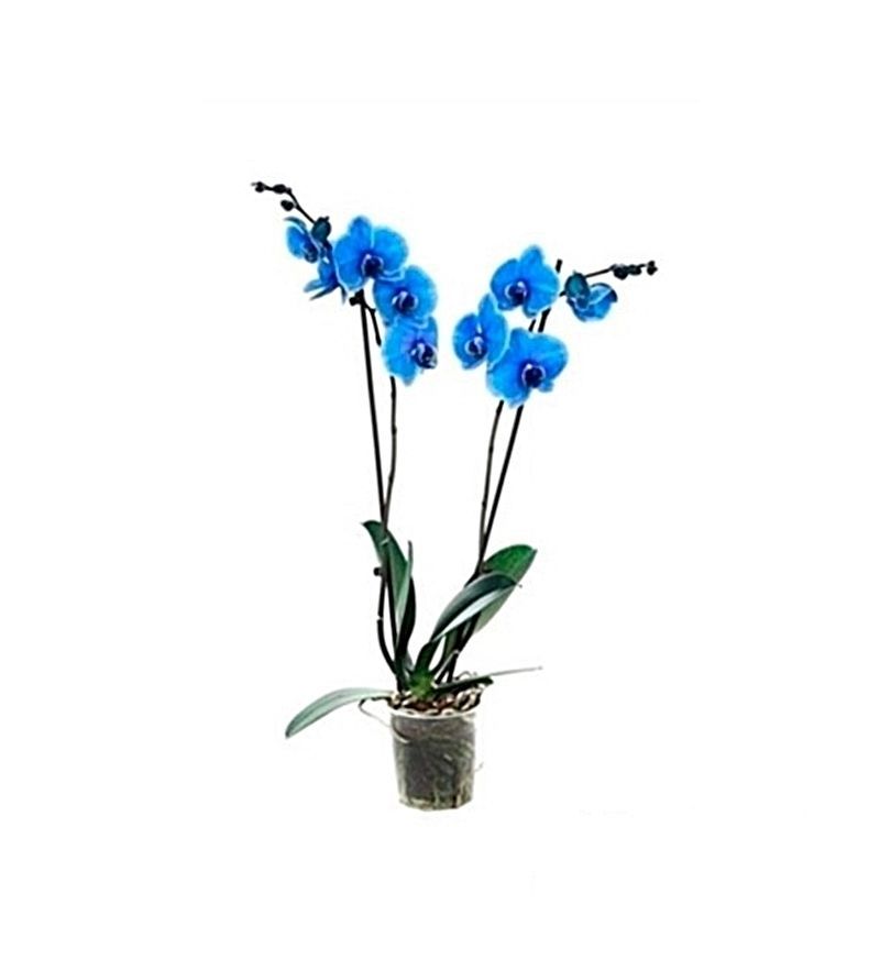 Orquídeas Phalaenopsis