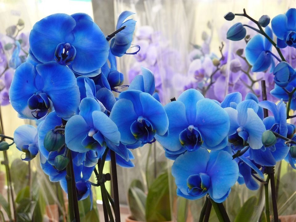 Tipos de Orquídeas