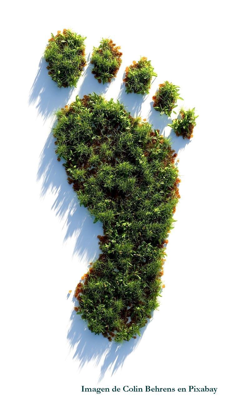 diseño de jardines con plantas