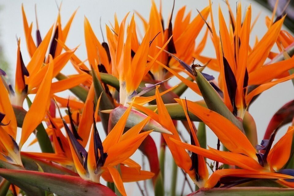 Plantas tropicales de interior
