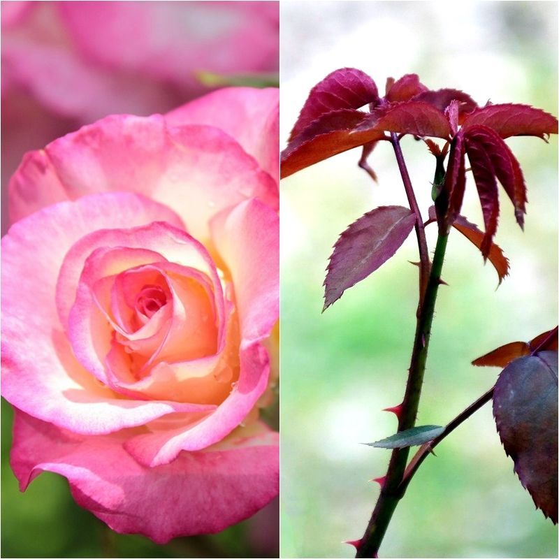 Plantas para primavera