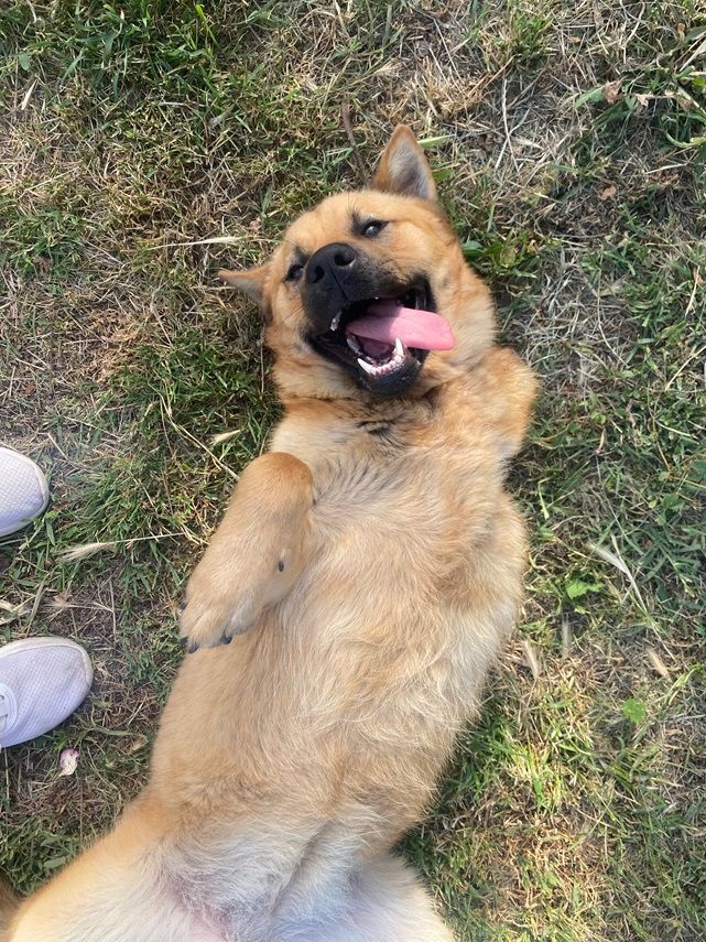 Hund Brauni