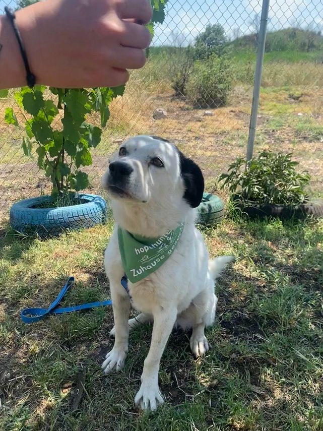 Hund Kasij