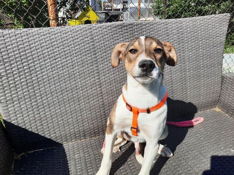 Hund Malik