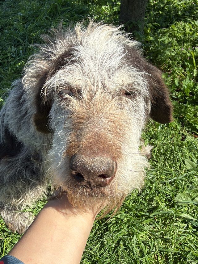 Hundepatenschaft Maraja