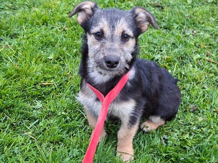 Hund Mika