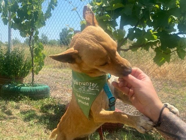 Hund mit Halstuch schleckt Hand ab