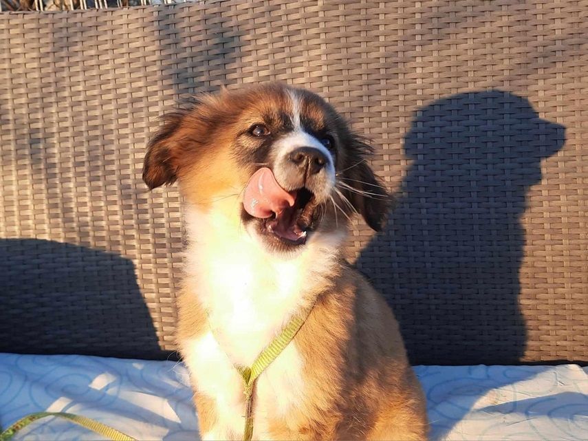 Hundewelpe leckt sich die Nase