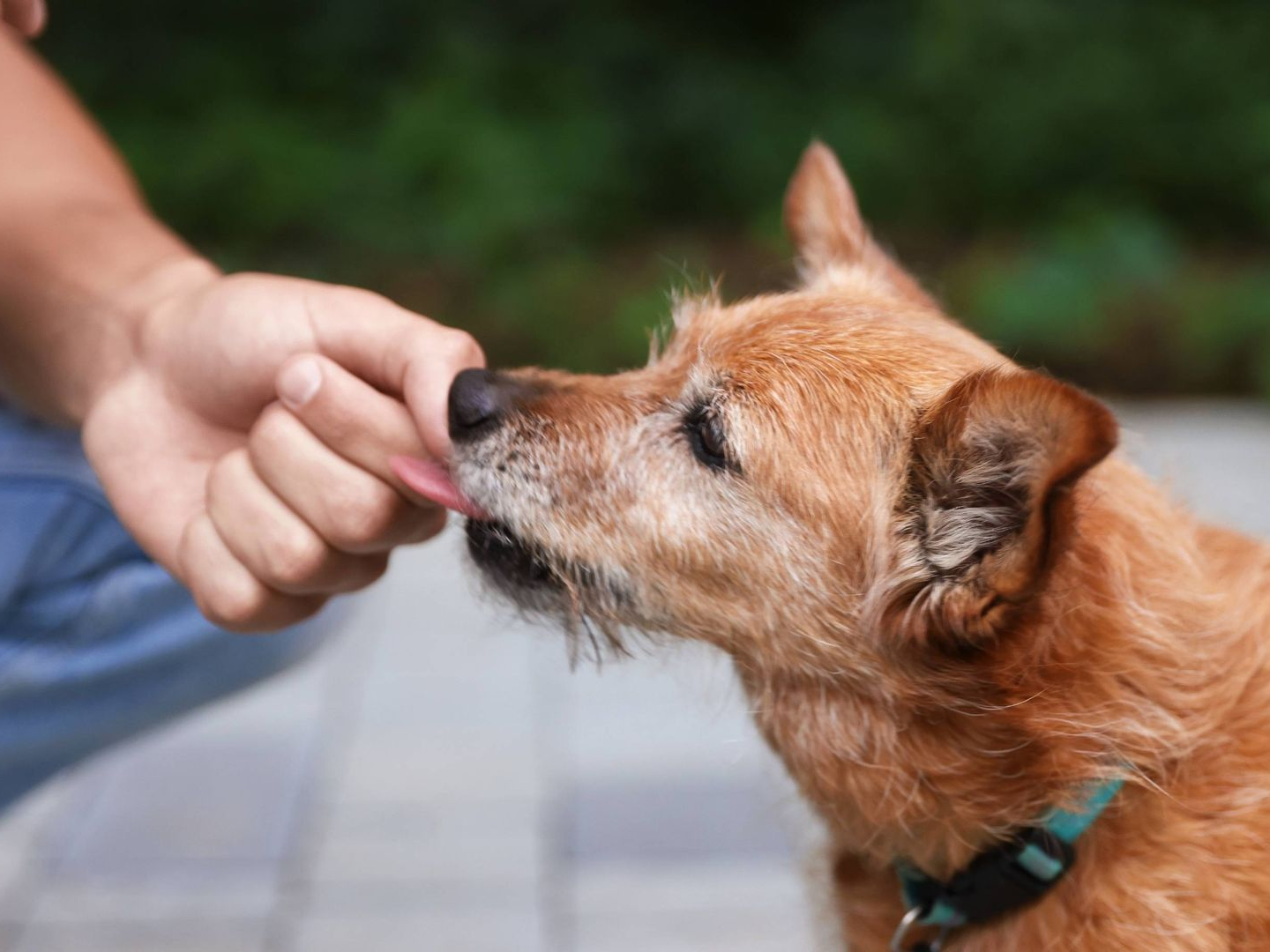 Hund leckt Hand vorsichtig ab