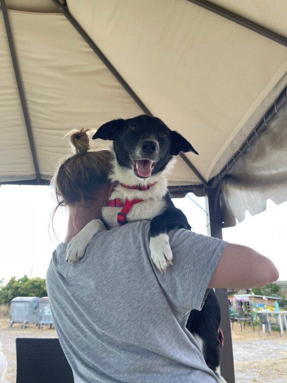 Hund bei Frau auf der Schulter
