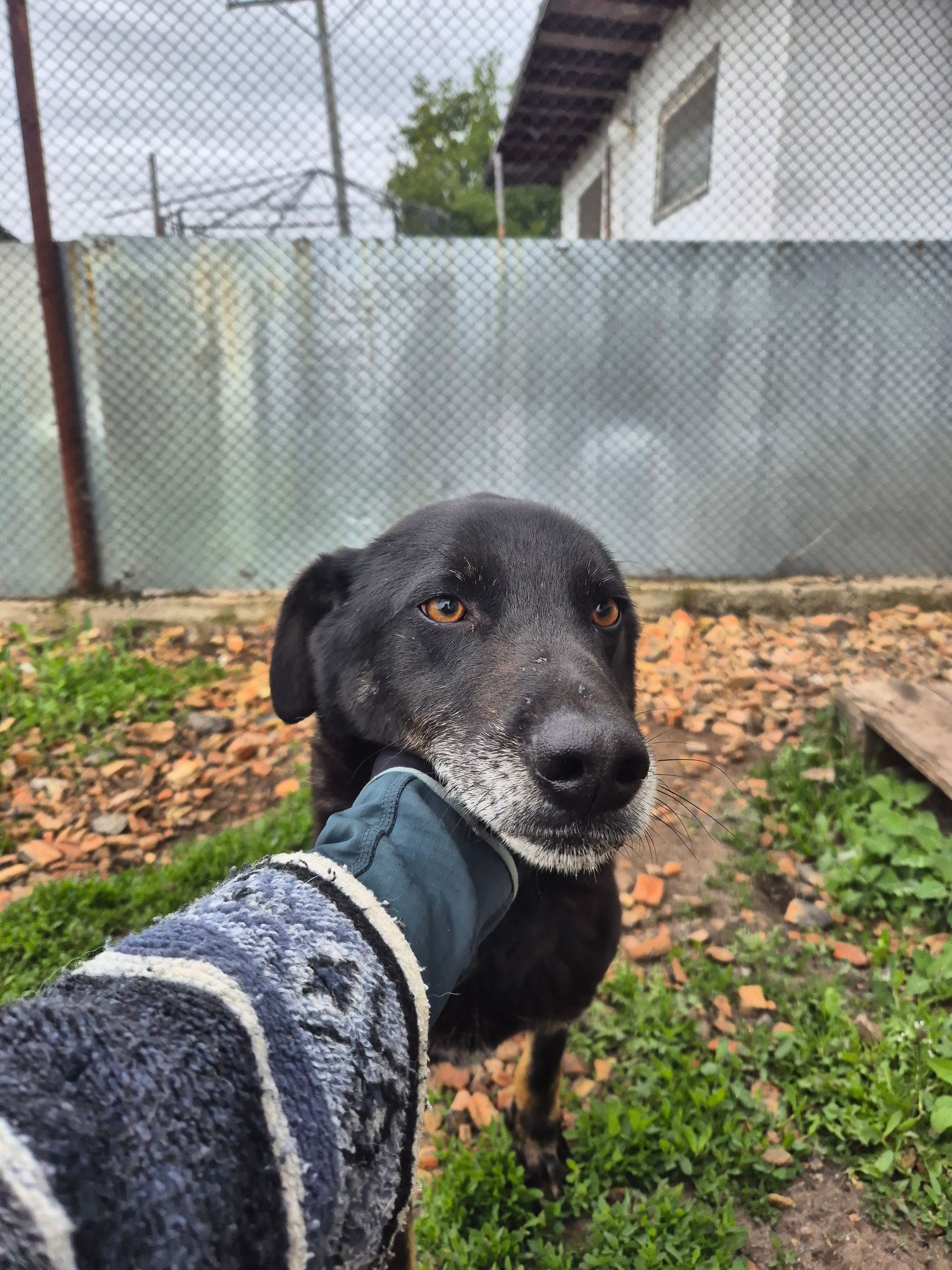 Hundepatenschaft Beko